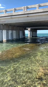 Bahia Honda is an island in the lower Florida Keys. The island is virtually uninhibited, being home to the 524-acre Bahia Honda State Park! Reservations at this campground are very hard to come by because so many call it their favorite! Take a walking tour with us today for the real sights and sounds of this Florida paradise. #rvlife #bahiahondastatepark #keys #visitflorida | 2 Traveling Dogs