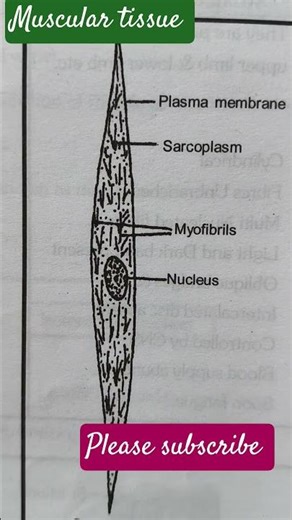 Structure of Smooth Muscle Cells Explained in 30 Seconds | Cell Biology Short #educationalshorts
