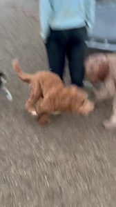 running a marathon | K9 Country Club | Facebook