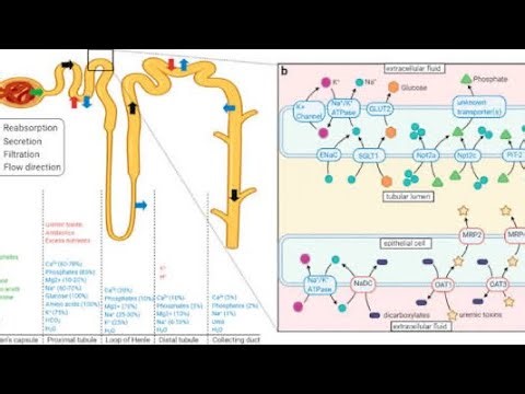 renal transport mechanism and introduction to Diuretics drugs