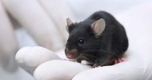 Astro-Mouse Study Suggests Spaceflight Could Be Bad for Your Skin