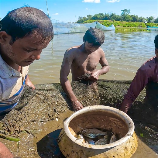 5.5K views · 82 reactions | Catching Giant River Fish with Net | Extreme Fishing Tech #BigCatch #RiverFishing | Village TV | Facebook