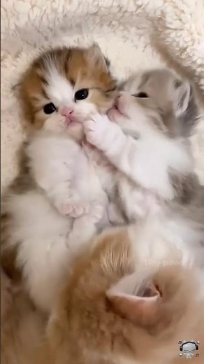 The Cutest Tiny Kittens Ever 🐾🥹 #CuteCats #Kittens #CatLovers
