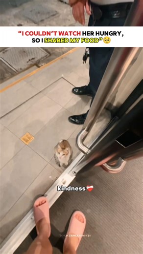 I Gave My Food to a Hungry Cat ❤️🐱 #shorts