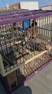 31K views · 484 reactions | Goldfinches ❤️ #goldfinch #singing #gardelinatiron #nature #jilguero #chardonnermajor #cardueliscarduelis #goldfinches #agata #pertator #birds #cage #breeding #Morocco #Algeria #Egypt #Tunisia | Wild Bird Beauty | Facebook