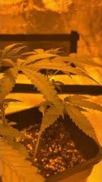 2x Purple Autoflowering Growth phase December 24,2025