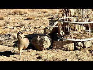 Natural Behavior of Chukar Partridge in the Wild