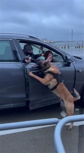 The Decisive Moment | K9 Executes a Critical Disarm Under Extreme Pressure