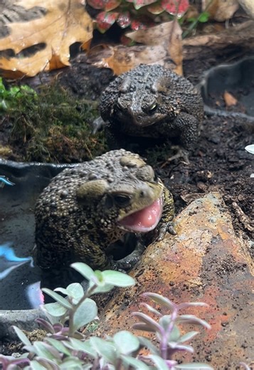 Morning snack for these two cuties #toads #exoticpets #frogs #frog #toad
