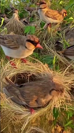 Cooperative Birds Building a Giant Community Nest from Scratch