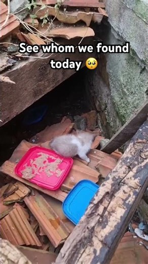 We found another tiny cat alobg side the road #animalrescue #cat #straycatalliance #catsanctuary