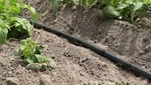 Watering potato with drip irrigation system