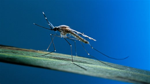 Infected mosquito pool found near Philadelphia’s Pennypack Park