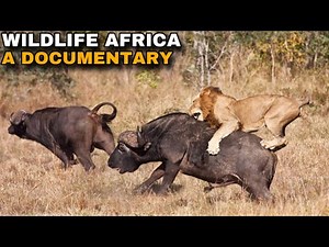 AFRICAN WILDLIFE - A BEAUTIFUL WILDLIFE DOCUMENTARY