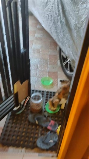 "Mama Eks Sam melerai kucing kelahi ngak jadi makan