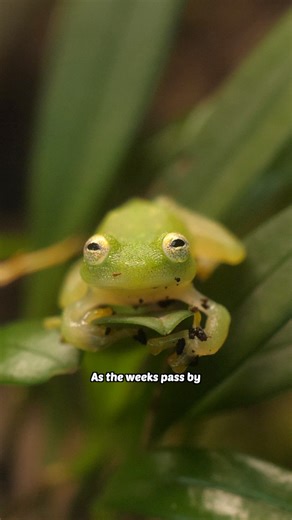 3.1M views · 109K reactions | The cutest frog in the world has found a girlfriend | Worcester Terrariums | Facebook