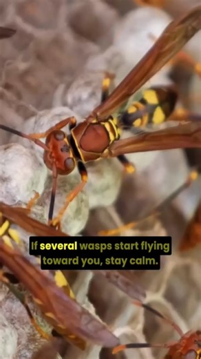 Surviving a Wasp Attack!#wasp safety,#wasp attack,#insect safety tips,#wildmine