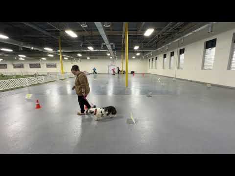 Perfect Corgi’s Donut Kill My Vibe | Virtual Rally Novice