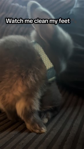 Watch me clean my feet 🐾 #fyp #animals #rabbit #cute | rabbit