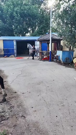 58K views · 287 reactions | Horse Care & Training Routine on Our Farm! | Horse Breeding | Facebook