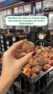 Diese Art wird „Multiflora‑Tulpen“ genannt🌷 🪴 Bestellen Sie hochwertige Tulpenzwiebeln auf dutch-bulbs.com (Link in der BIO) #tulpen #tulpenblumen #tulpenzwiebeln #tulpenliebhaber #tulipa #frühlingsblumen #blumenzwiebeln #gartenliebe | DUTCH-BULBS.COM