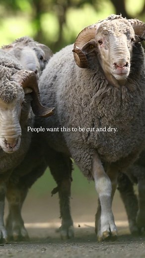 Agri Bemark on Instagram: "Nothing comes easy, quick & painless in life 🐑 #sheepfarming #sheepfarmer #sheepfarm #merinosheep #merinowool #merino #woolsheep #agriculturelife #agriculture #ranchlife #livestockfarming #skaapboer"