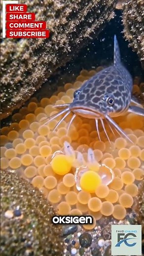 Siklus ikan sapu sapu dari telur hingga dewasa #faktaunik #ikansapusapu #ikan #animalfacts