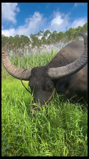 Funny ❤️ buffalo moments ❤️ - - - - - #buffalocomics #cartoonbuffalo #comiclife #dailycomics #comicstrips #animalcartoon #funnybuffalo #comicart #digitalart #animalworld #illustration #comicfunny #buffalodrawing #comicspirit #wildlifecomic | Southern Buffalo | Facebook