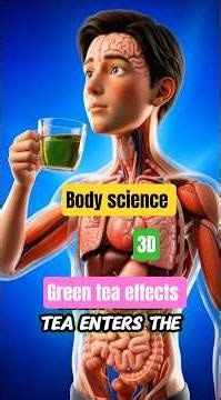 What Happens to Your Body When You Drink Green Tea? (3D Anatomy)