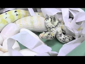 Chimera/Paradox Carpet Python Laying Eggs : K Brothers Pythons : Bonus Footage