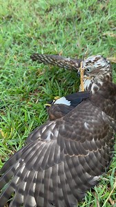 111K views · 603 reactions | Wild Shikra hawk captured a common Myna | AmericanEagle | Facebook