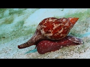 How Shankh is formed in Ocean #shankh #conchshell