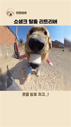 펄럭펄럭 뛰어가는 처키 리트리버