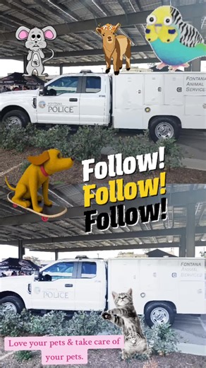 Importance of Animal Control Agencies in Community Care