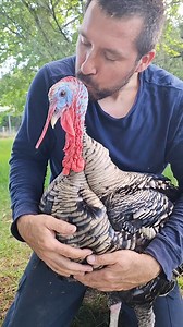 Rescued turkey refuses to leave his humans #turkey #farmanimalrescue #cuddlebuddies | Cuddle Buddies