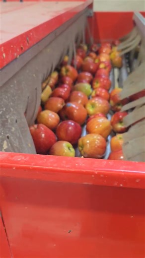 apple sorting procedure #apple #food #fruit #applefruit