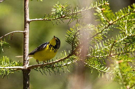 32 Yellow Birds In Canada (ID, Photo, Song Guide)