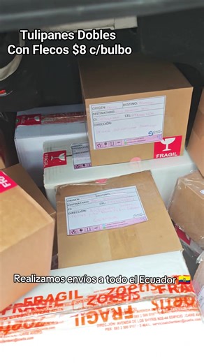 Tulipanes con flecos 🌷🩷 (fringed) Estos tulipanes son más que flores; son obras de arte que transformarán tu espacio. Se caracterizan por sus flores más grandes y dobles que los tulipanes tradicionales, similares a las peonias pero con flecos 😍 Llévate cada bulbo x $8.00 O 4 colores x $30 Envios a todo el Ecuador 🇪🇨 TLF: 0992875411 #tulipanes | Lovely Garden Quito
