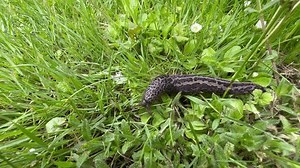花豹蛞蝓(Limax maximus)在花园的草地上缓慢移动。 库存影片视频（100% 免版税）3810072595 | Shutterstock