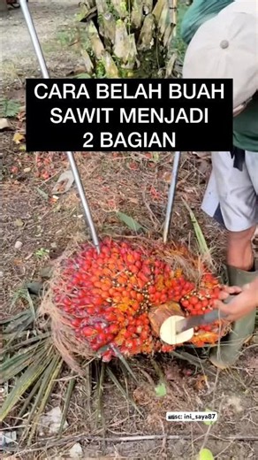 BUAH SAWIT TERLALU BESAR, JADI HARUS DI BELAH DULU