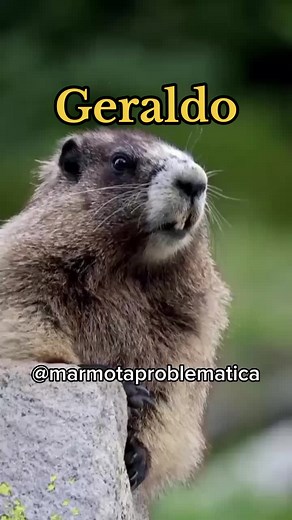 Geraldo Meme: The Screaming Marmot Compilation