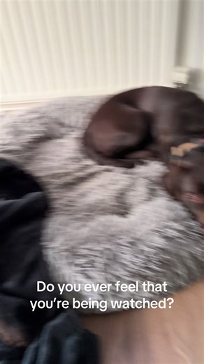 Hmmmmm #chocolatelabs #labradorretriever #dog