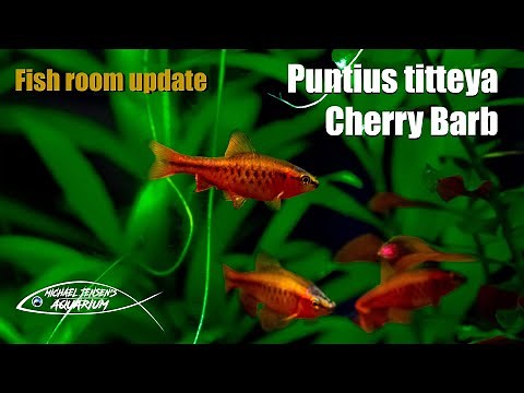 Puntius titteya - Cherry Barb - new fish moving in