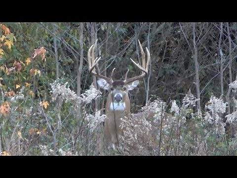 Illinois Public Land-Southern Illinois Giant Buck
