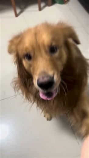 Mom, even the lion wants to eat! 😂 #goldenretreiver #storrybypimmy #dog #love #food