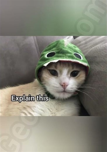 Are dragons real #cat #funny #fyp #memes #georgieebom