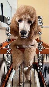 ぼやく犬#スタンプーのばっちゃん#スタンダードプードル#売れ残り#捨て猫#保護猫#ミニマリスト