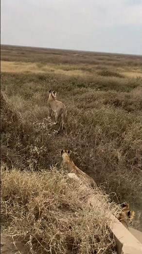 Incredible Pride of Lions Hunting in Serengeti National Park