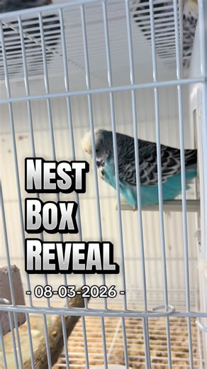 Breeding Budgies: Our Journey with Eggs and Care