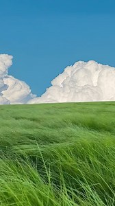 This beautiful field of long grass on a windy day